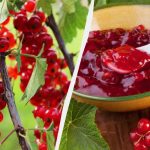 Kako narediti rdeči ribez za zimo: trije recepti za marmelado