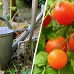 Konec julija dobite liter tega gnojila – paradižniki bodo pokukali