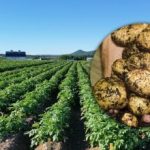 Ukrajincem svetujemo, naj pred žetvijo pokosijo krompirjevo gredico: zakaj je