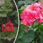 Zakaj pelargonije ne cvetijo: napake, ki preprečujejo odpiranje popkov