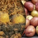 Gnilo pred zimo: s čim ne smete shranjevati krompirja