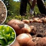Greda po krompirju vas bo morda presenetila: kaj posejati