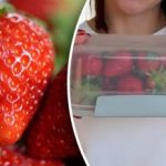 Kako shranjevati jagode, da bodo dlje časa sveže: kmetijski nasveti