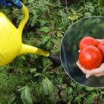 Lahko izgubite celoten pridelek: Ali morate paradižnik zalivati vsak dan?