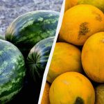 Lubenice in melone bodo kot “Khersonove”: kaj hraniti konec julija