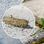 Napad žuželk je dosegel Kijev: kako razlikovati med kobilicami in