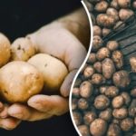 Odlično ohranjen do pomladi: kje pravilno shraniti krompir v stanovanju