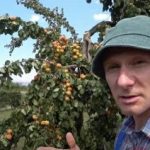Odlomljena veja: kako oživiti drevo in rešiti pridelek