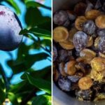 Popolno polnjenje pite: kako zamrzniti slive z limonino lupino in