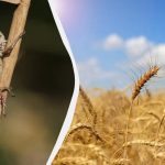 To dedkovo zdravilo bo kobilice izkoreninilo v trenutku: škodljivci se