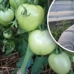 Vpliva na celoten pridelek: kako pravilno skrbeti za paradižnik v